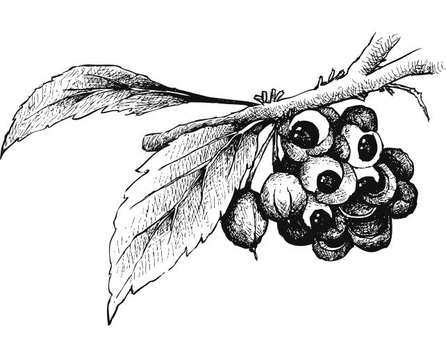 guarana